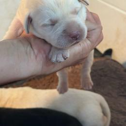 Girl 2 - Yellow female Labrador Retriever puppy in Isanti, Minnesota from Four Corners Family Labs