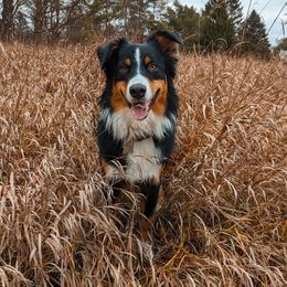 Australian Shepherd All Grown Up from Safe Haven Aussies