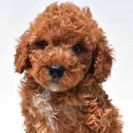 Casey - Red male Cavapoo puppy in Temecula, California from Designer Doodles