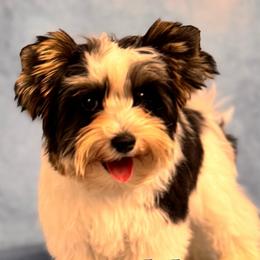 Jo Jo - Black tan and white male Biewer Terrier puppy in Palmer, Alaska from Aurora Cherubs Baby Doll Yorkshires and Biewers