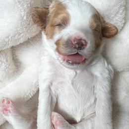 Misty- May - Blenheim female Cavapoo puppy in Aiken, South Carolina from Cavapoos of the Carolinas