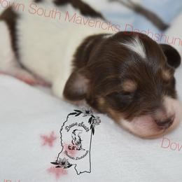 Chocolate pie girl - Piebald female Dachshund puppy in Seminary, Mississippi from Down South Mavericks Dachshunds