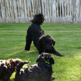 Australian Labradoodle Puppies from Tiny Treasures Australian Labradoodles