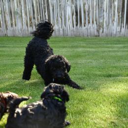 Australian Labradoodle Puppies from Tiny Treasures Australian Labradoodles