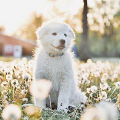 Border Collie and Maremma Sheepdog Puppies from 2J 2K Border Collies & Maremma Sheepdogs