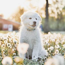 Border Collie and Maremma Sheepdog Puppies from 2J 2K Border Collies & Maremma Sheepdogs