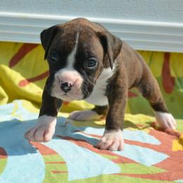 Benny - Brindle male Boxer puppy in Earlsboro, Oklahoma from Lieben Boxers