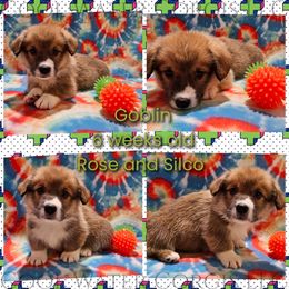 Goblin - Red male Pembroke Welsh Corgi puppy in Kiowa, Colorado from Cool Water Corgis LLC