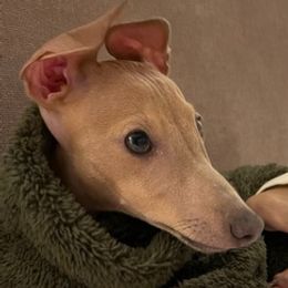 Italian Greyhounds from Birdog
