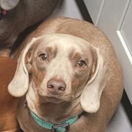 Lucy - Dachshund