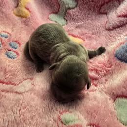 Blue - Blue female Shih Tzu puppy in Oakville, Washington from Garrard Creek Shih Tzus