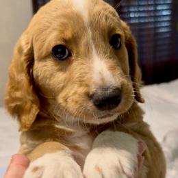 Isabela - Apricot female Goldendoodle puppy in Orlando, Florida from Island Doodle Co. - Goldendoodles Raised with Love