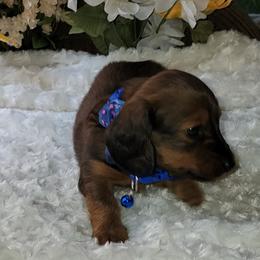 Dachshund Puppies from CLARK'S BREEDING PROGRAM