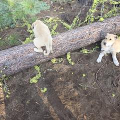 Reserved Female - Placed - Fawn female Kangal puppy in Anderson, California from VSH Kangal Dogs