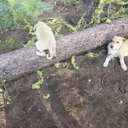 Reserved Female - Placed - Fawn female Kangal puppy in Anderson, California from VSH Kangal Dogs