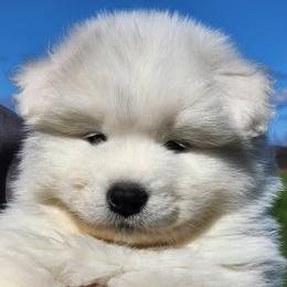 Boy 1 - White male Samoyed puppy in Punxsutawney, Pennsylvania from Safyr Samoyeds
