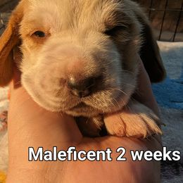 Maleficent - Basset Hound puppy in Cardington, Ohio from Buckeye Bassets 419