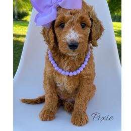 Pixie - Red  female Goldendoodle puppy in State Road, North Carolina from Must Love Doodles