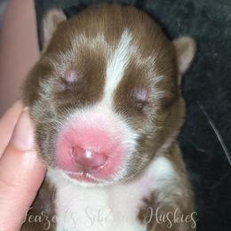 Atlas - Red and white male Siberian Husky puppy in Richland, Mississippi from Feazell’s Siberian Huskies
