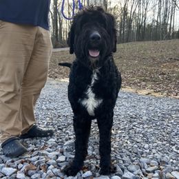 Nessie - Bernedoodle