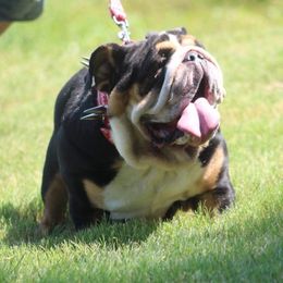 Bulldogs and French Bulldogs from A_Toda_Madre