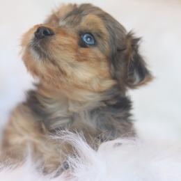 Fern - Blue merle female Aussiedoodle puppy in Orleans, Indiana from Mae Blossom Puppies