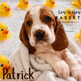 Patrick - Mahogany and white male Basset Hound puppy in Tollesboro, Kentucky from Low and Slow Bassets