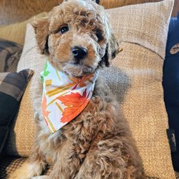 Forest - Red  male Goldendoodle puppy in Pittsburg, Texas from Grace Springs Goldendoodles