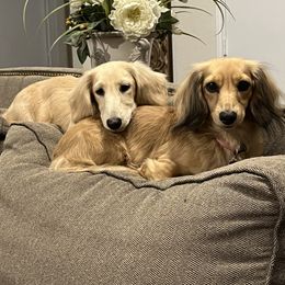 Dachshund Puppies from Honey Creek Dachshunds