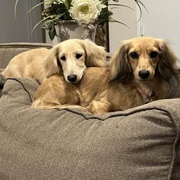 Dachshund Puppies from Honey Creek Dachshunds