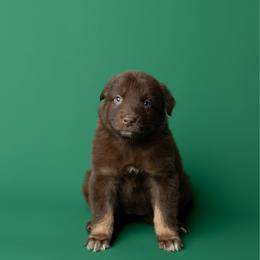 Honey - Red tri-color female Australian Shepherd puppy in Kathleen, Georgia from CM Farm