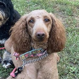Bernedoodles, French Bulldogs, and Poodles from Lovely Poodles an’ Doodles