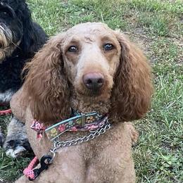 Bernedoodles, French Bulldogs, and Poodles from Lovely Poodles an’ Doodles