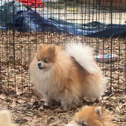 Avanti’s Sansa (formerly desire) - Pomeranian