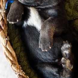 German Shepherd Puppies from Platz German Shepherds