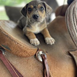 Australian Cattle Dog, Australian Shepherd, Companion Cross, and Miniature Australian Shepherd Puppies from MK Aussies