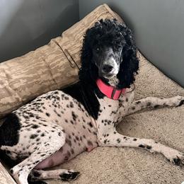 Willow - Poodle