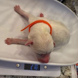 Orange collar female - Cream female Double Doodle puppy in Norfolk, Virginia from Móraí’s Doodles