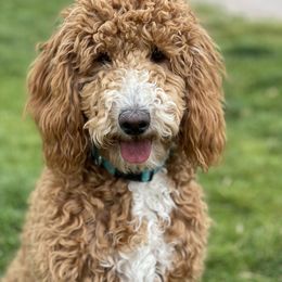 Australian Labradoodle, Double Doodle, Goldendoodle, and Labradoodle Puppies from Lake Mountain Doodle