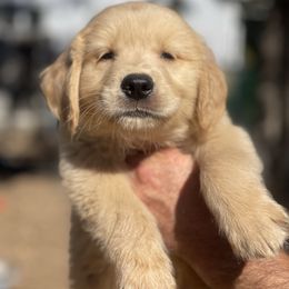 Red Collar male - Golden male Golden Retriever puppy in Yucaipa, California from Blessed Goldens