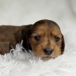 Claire - Dapple female Dachshund puppy in Goodyear, Arizona from D&C Royal Dachshunds LLC