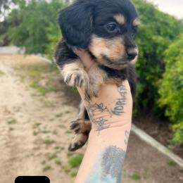 Female 1 - Black and cream female Dachshund puppy in Riverside, California from Ashley’s canine collective