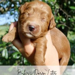 Cookie - Red  female Goldendoodle puppy in Comanche, Texas from Central Texas Doodles, LLC.