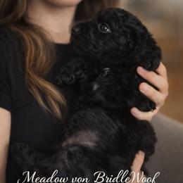 Meadow von BridleWoof - Black female Goldendoodle puppy in Great Barrington, Massachusetts from BridleWoof