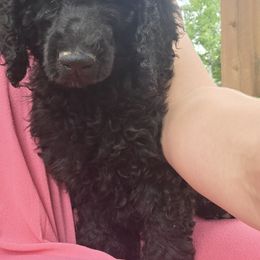 Poodle Puppies from shelby ealey