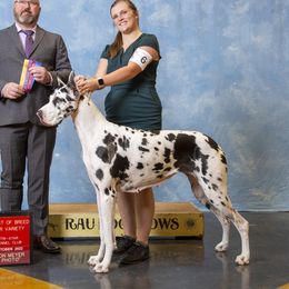 Aria - Great Dane
