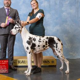 Aria - Great Dane