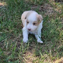 Blonde female 2 - Gold female Border Collie puppy in Springtown, Texas from CRL Farms