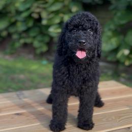 Aria (Pink Collar) - Black female Goldendoodle puppy in Palmetto Bay, Florida from SOMIDOODLES