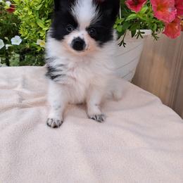 Pomeranian Puppies from Tonia's Pomeranians